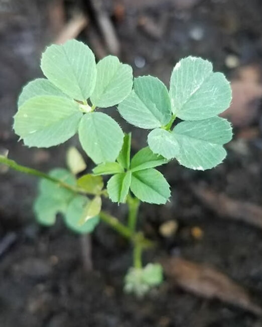 four-and-five-leaf-clover